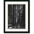 Ansel Adams Redwoods, Founders Grove, 1966 Framed Art