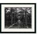 Ansel Adams Palm Grove, 1966 Framed Art Print