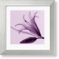 Steven N. Meyers Lily & Bud Framed Art Print