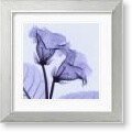 Steven N. Meyers Gloxinia Framed Art Print