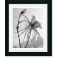 Steven N. Meyers Columbine #2 Framed Art Print