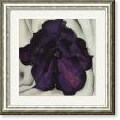 Georgia O'Keeffe 'Black & Purple Petunias' Framed Art