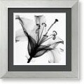Steven N. Meyers Lily Muscadet Framed Art Print