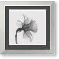 Steven N. Meyers Daffodil Framed Art Print