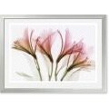 Steven N. Meyers Alstromeria Framed Art Print