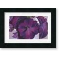 Georgia O'Keeffe Petunias, 1925 Framed Art Print
