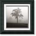 Jamie Cook Fog Tree Study l Framed Art Print