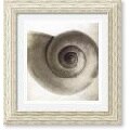 Michael Mandolfo Snail Shell Framed Art Print