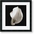 Calla-4 Framed Art Print