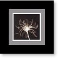 Cinnamon Ribbon (Sepia) Framed Art Print