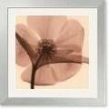 Steven N. Meyers Hellebore Framed Art Print