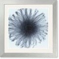 Steven N. Meyers Dahlia Framed Art Print