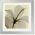 Steven N. Meyers Hibiscus Framed Art Print