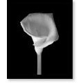 Calla Lily Framed Canvas Art Print