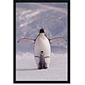 'Penguin and Chick' Framed PosterZ