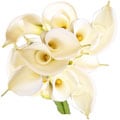 Simply Calla Lilies Bouquet