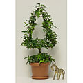 Ivy Tree Topiary with Stem in Plastic Terracotta Pot