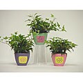 Ivy in Flower Power Ceramic Container (Set of 3)