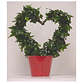 Ivy Heart with Red Pot Cover