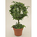 Ivy Double Ring Globe in Plastic Terracotta Pot