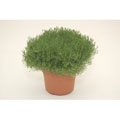 Irish Moss in Plastic Terra Cotta Pot