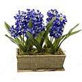 Hyacinth in Window Box