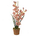 Potted Cymbidium Orchids