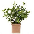 Potted Ficus