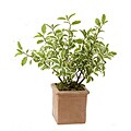 Potted Ficus