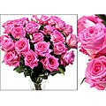 Bouquet of 24 Hot Pink Roses