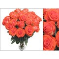 125 Wedding Orange Roses (18 in. stem lenght)