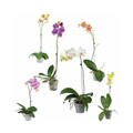 Phalaenopsis Orchids (Set of 12)