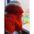 Dogrich Italian Orange Spring Jacket (Size 10)