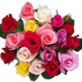 Simply Dozen Long Stem Multicolored Roses (Case of 18)
