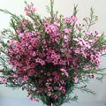 Simply Chamelaucium Purple Flowers
