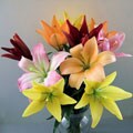 Simply Asiatic Lilies
