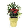 Ceramic Indoor Garden