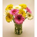 Bouquet of Gerbera Daisies
