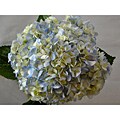 10 Stem 19.7-inch Blue Hydrangea