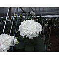 Six Extra Large White Hydrangeas