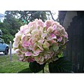 Extra Large Antique Green Hydrangea (4 Stems)