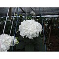 4 Stems Epic White Hydrangea