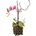 Salmon Pink Cymbidium in Twig Pot
