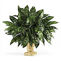 Silver King Silk Plant with Wicker Basket