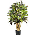 Silk Croton 3-foot Tree