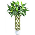 Silk Straight Lucky 3-foot Bamboo Tree