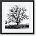 Michel Ditlove 'Arbres Divers I' Framed Art Print