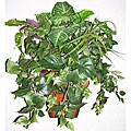 Mixed Tropical Greenery Wall Arrangement