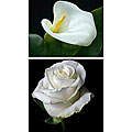 Wedding Combo 19.7-inch Stem 72 Callas/ 100 White Roses
