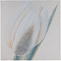 Painted Tulip Wall Art